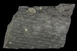 Fossil Club Moss (Lepidododendron) Limb - Carboniferous #111644-2